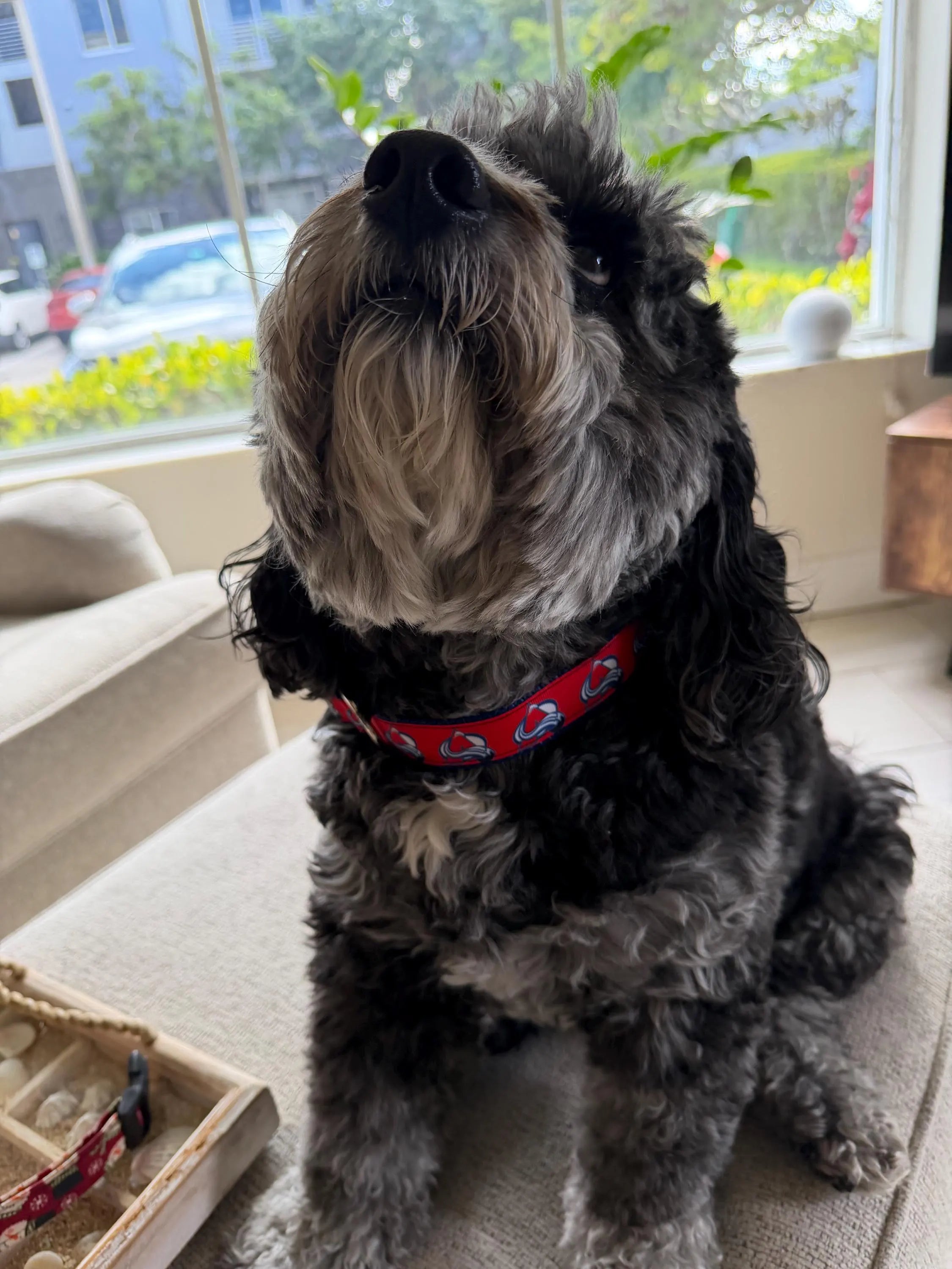 Colorado Avalanche Dog Collar